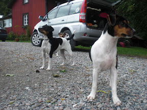 Haca & Fogo & Puma 22 aug 2010 007.jpg